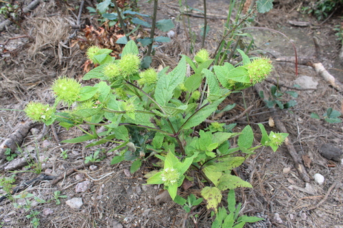 Lepechinia caulescens, photograph 4
