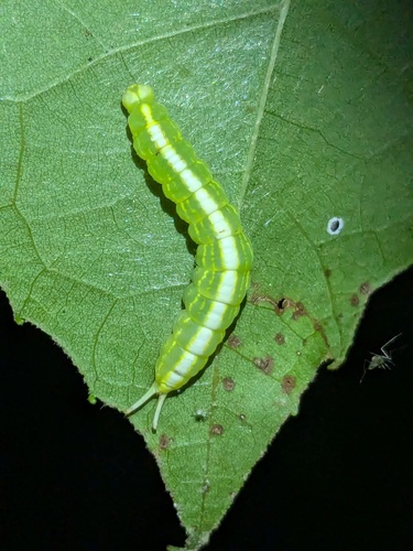Drab Prominent photo 6