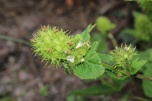 Lepechinia caulescens, photograph 6