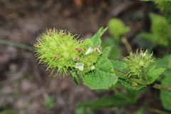 Lepechinia caulescens, photograph (c) Rodolfo Maximiliano Gutiérrez-Sánchez, some rights reserved (CC BY)