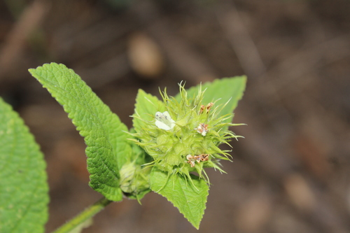 Lepechinia caulescens, photograph 5