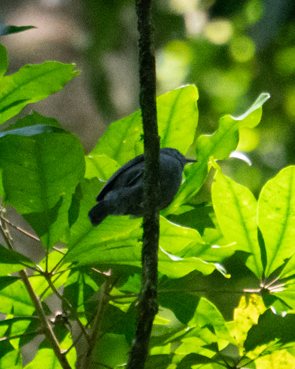 Unicolored Antwren (Myrmotherula unicolor), photo 3