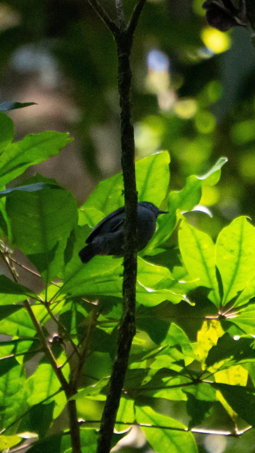 Unicolored Antwren (Myrmotherula unicolor), photo 4