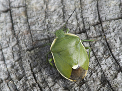 Chlorochroa juniperina