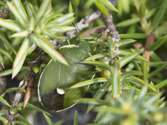 Chlorochroa juniperina