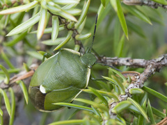 Chlorochroa juniperina