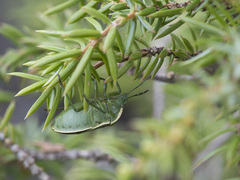 Chlorochroa juniperina