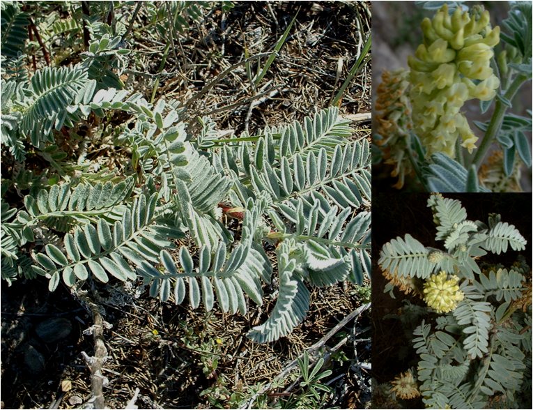 Astragalus pycnostachyus var. lanosissimus