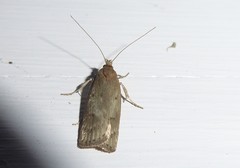 Phaeosaces apocrypta