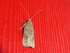 Phaeosaces apocrypta