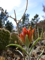 Castilleja integra