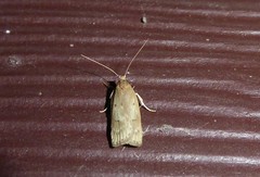 Phaeosaces apocrypta
