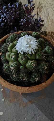 Discocactus ferricola