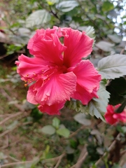 Hibiscus rosa-sinensis