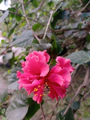 Hibiscus rosa-sinensis