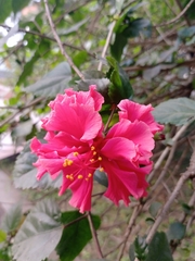 Hibiscus rosa-sinensis