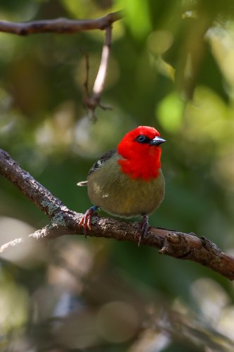 iNaturalist image