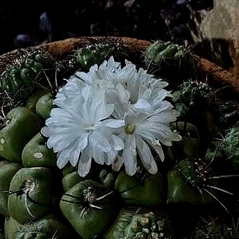 Discocactus ferricola