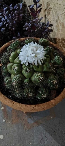 Discocactus ferricola