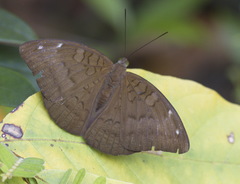 Tanaecia