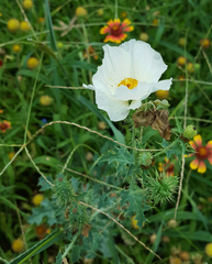 Argemone albiflora