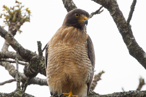 Roadside Hawk