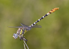 Erpetogomphus compositus