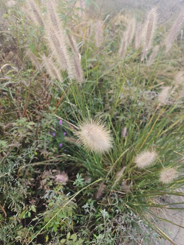 Chinese pennisetum