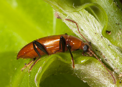 Statira