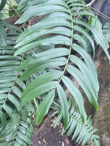 Rhaphidophora neglecta