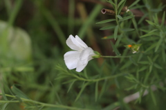 Linum monogynum