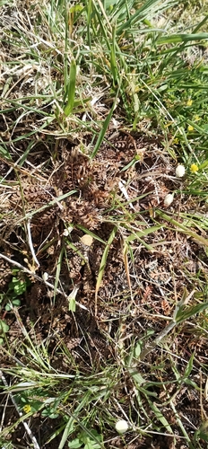 Leptinella minor, photograph 4