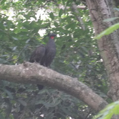 Penelope superciliaris