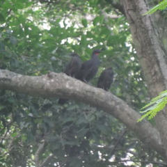 Penelope superciliaris