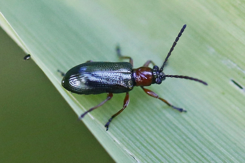 Oulema melanopus