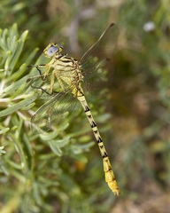 Stylurus intricatus