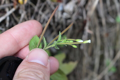 Epilobium pubens