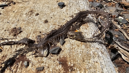 Yellow-faced Whipsnake sighting