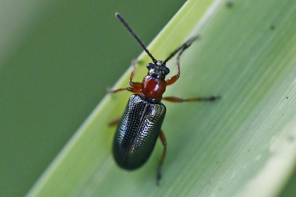 Cereal Leaf Beetle