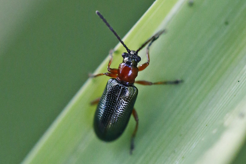 Cereal Leaf Beetle