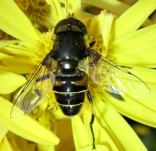 Unknown species found near 1201 Caroline St, Fredericksburg, VA 22401, USA