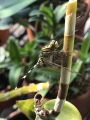 Orthetrum sabina