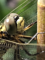 Orthetrum sabina