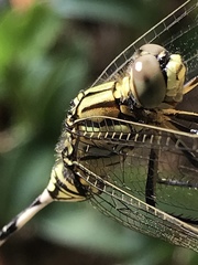 Orthetrum sabina
