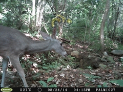 Odocoileus virginianus sinaloae