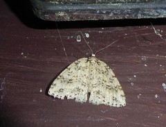 Pseudocoremia rudisata