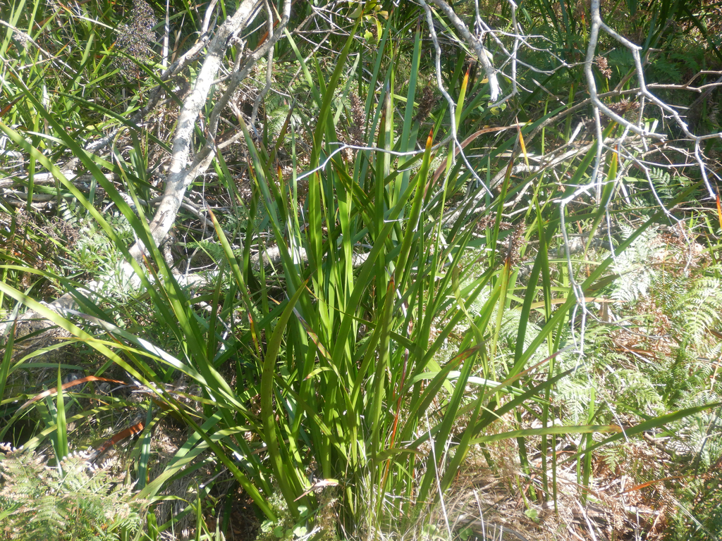 Lepidosperma gladiatum; photograph (c) Bryce Watts-Parker, some rights reserved (CC BY)