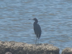 Egretta caerulea