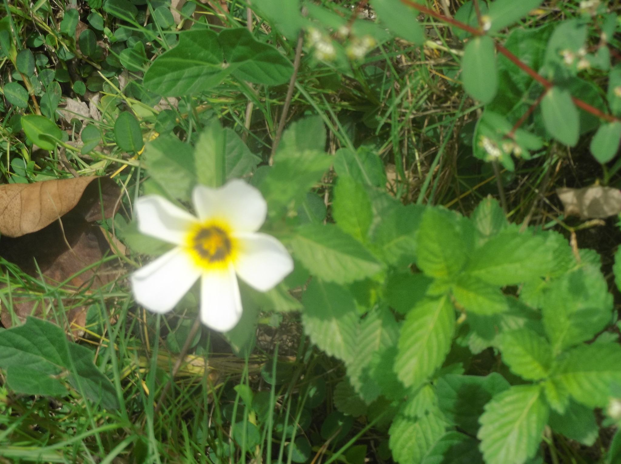 Turnera subulata