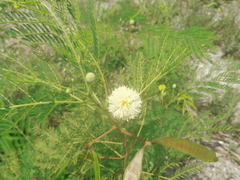 Leucaena leucocephala